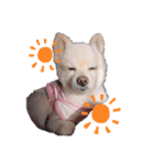 愛犬むさしさん（個別スタンプ：5）