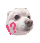 愛犬むさしさん（個別スタンプ：6）