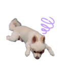 愛犬むさしさん（個別スタンプ：7）