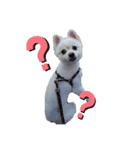 愛犬むさしさん（個別スタンプ：9）