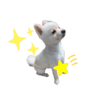 愛犬むさしさん（個別スタンプ：10）