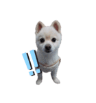 愛犬むさしさん（個別スタンプ：11）