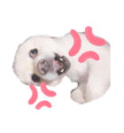 愛犬むさしさん（個別スタンプ：12）