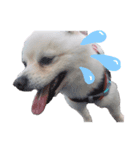 愛犬むさしさん（個別スタンプ：13）