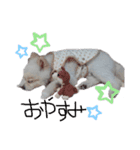 愛犬むさしさん（個別スタンプ：14）