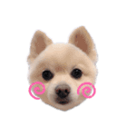 愛犬むさしさん（個別スタンプ：16）