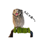 アフリカオオコノハズクのティー。（個別スタンプ：1）
