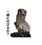 アフリカオオコノハズクのティー。（個別スタンプ：2）