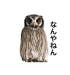 アフリカオオコノハズクのティー。（個別スタンプ：4）