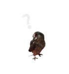 アフリカオオコノハズクのティー。（個別スタンプ：5）