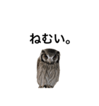 アフリカオオコノハズクのティー。（個別スタンプ：6）