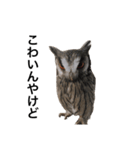 アフリカオオコノハズクのティー。（個別スタンプ：7）