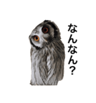 アフリカオオコノハズクのティー。（個別スタンプ：8）