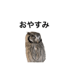 アフリカオオコノハズクのティー。（個別スタンプ：9）