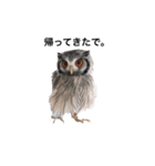 アフリカオオコノハズクのティー。（個別スタンプ：11）