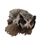 アフリカオオコノハズクのティー。（個別スタンプ：12）