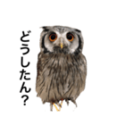 アフリカオオコノハズクのティー。（個別スタンプ：14）