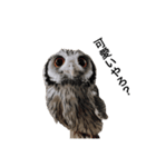 アフリカオオコノハズクのティー。（個別スタンプ：15）