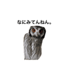 アフリカオオコノハズクのティー。（個別スタンプ：16）