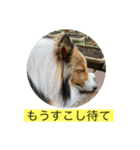 むらよし_シェルティ_1（個別スタンプ：1）