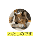 むらよし_シェルティ_1（個別スタンプ：2）
