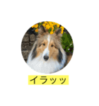 むらよし_シェルティ_1（個別スタンプ：3）