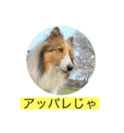 むらよし_シェルティ_1（個別スタンプ：4）