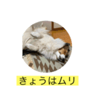 むらよし_シェルティ_1（個別スタンプ：5）