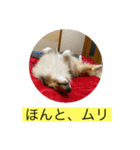 むらよし_シェルティ_1（個別スタンプ：6）