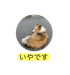 むらよし_シェルティ_1（個別スタンプ：7）