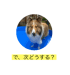 むらよし_シェルティ_1（個別スタンプ：8）