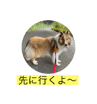 むらよし_シェルティ_1（個別スタンプ：9）
