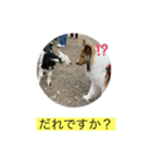むらよし_シェルティ_1（個別スタンプ：10）