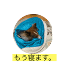 むらよし_シェルティ_1（個別スタンプ：11）