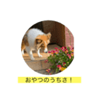 むらよし_シェルティ_1（個別スタンプ：12）