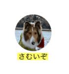むらよし_シェルティ_1（個別スタンプ：13）