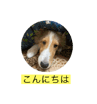 むらよし_シェルティ_1（個別スタンプ：14）