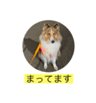 むらよし_シェルティ_1（個別スタンプ：15）