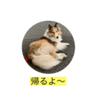 むらよし_シェルティ_1（個別スタンプ：16）