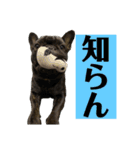 フレンチブルドッグのバイエス4（個別スタンプ：5）