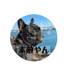 フレンチブルドッグのバイエス4（個別スタンプ：8）