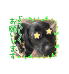 黒ラブ カイト（個別スタンプ：6）