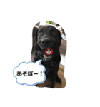 黒ラブ カイト（個別スタンプ：7）