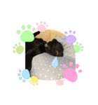 黒ラブ カイト（個別スタンプ：14）