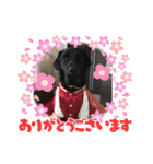 黒ラブ カイト（個別スタンプ：15）