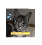 くろねことしばとら（個別スタンプ：1）