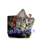 くろねことしばとら（個別スタンプ：2）