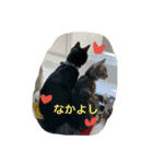 くろねことしばとら（個別スタンプ：4）