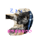 くろねことしばとら（個別スタンプ：6）