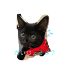 くろねことしばとら（個別スタンプ：8）
